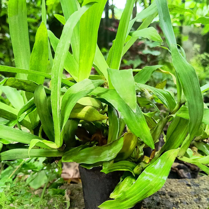 Spider Plant - Green (Chlorophytum comosum) | Houseplant | Decorative Indoor Plant | Air Purification Plant | 1 Healthy live with pot