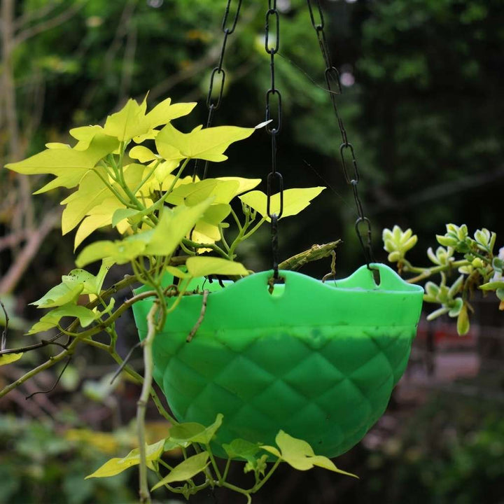 Sweet Potato Vine (Ipomoea Batatas) Plant Live | Ornamental Hanging Plant | 1 Healthy Live Plant with Pot - (Green/Black/Pink Frost)