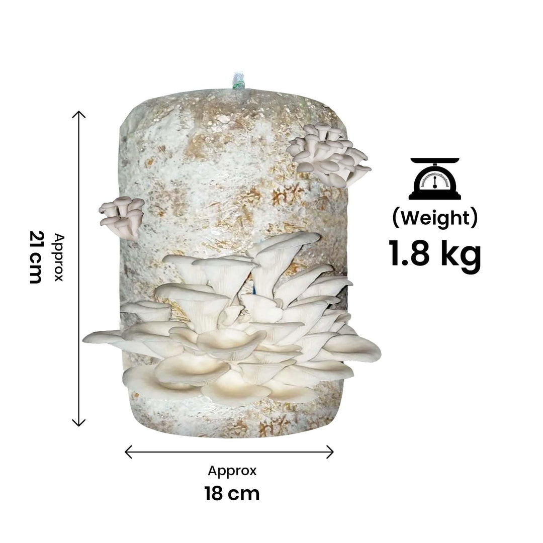 Gachwala Ready-to-Harvest Mushroom Growing Kit 1.8 Kg with Free Spray Bottle| Easy-to-Grow Mushrooms at Home