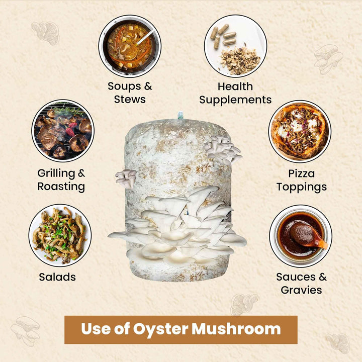 Gachwala Ready-to-Harvest Mushroom Growing Kit 1.8 Kg with Free Spray Bottle| Easy-to-Grow Mushrooms at Home