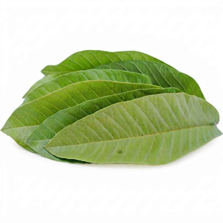 Fresh Guava Leaves - Amrood ke Patte, Payara, Peroo, Pijuli, Jam Phal, Organic Leaf (30+ leaves)