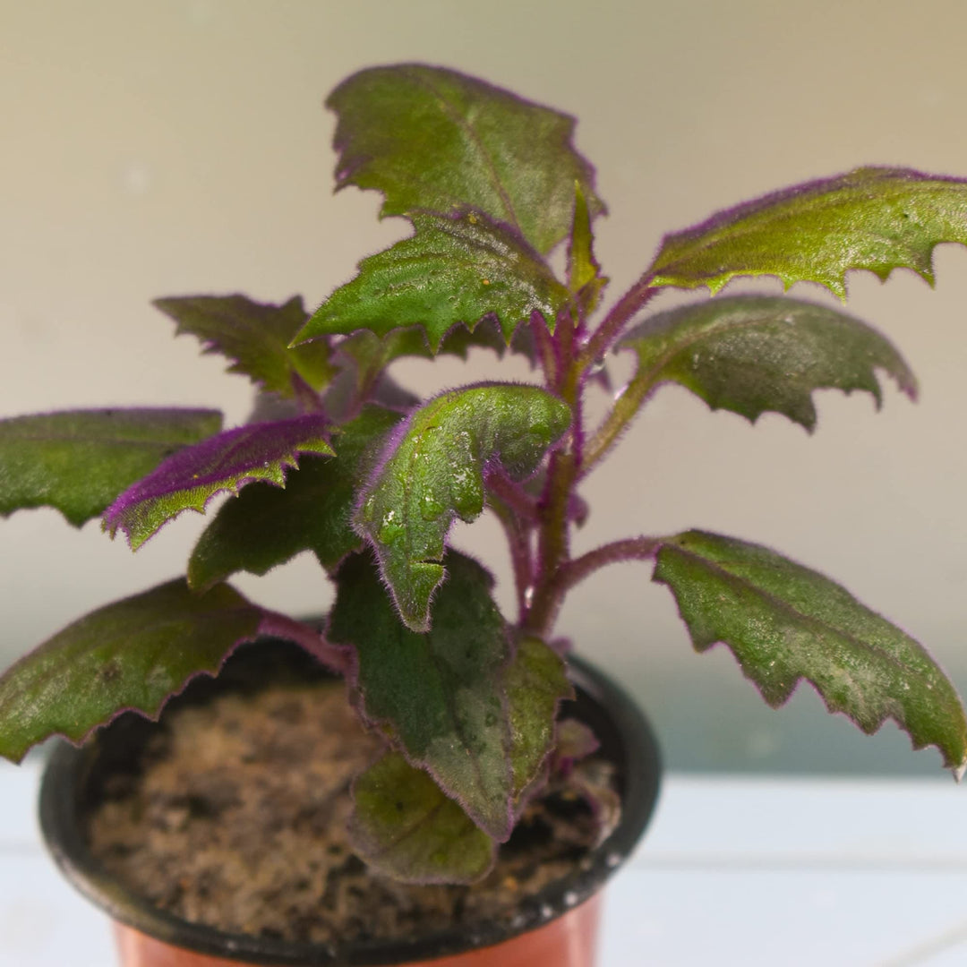 Purple Velvet Plant (Gynura aurantiaca) | House Plant | Purple Passion Plant | Exotic Rare Plant | 1 Healthy Live Plant with Pot