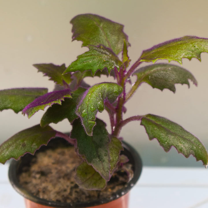 Purple Velvet Plant (Gynura aurantiaca) | House Plant | Purple Passion Plant | Exotic Rare Plant | 1 Healthy Live Plant with Pot
