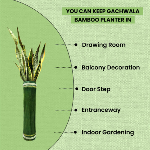 Gachwala Bamboo Vase, Hand Crafted Bamboo Vase for Home Decor &amp; Gardening, Vase for Plantation and Decoration, Shinny Wooden Finish Home Aesthetic (Approx 20 Inches Height)-B-16