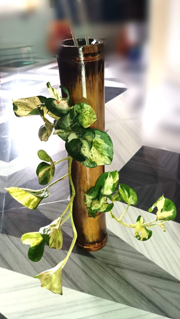 Gachwala Natural Bamboo Planter/Wooden Container - Garden Decoration Planters/Pot for Balcony - Plants Decorative Accessories (Wall Hanging Bamboo Planter (Length 40 50 cm) - B5)