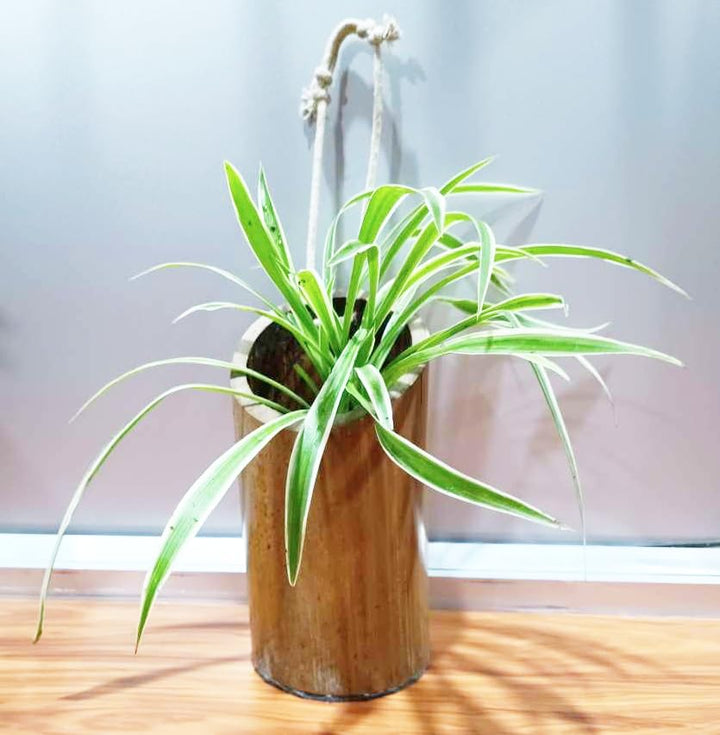 Gachwala Natural Bamboo Planter/Container Set 2 - Garden Decoration Planters/Pot for Balcony - Plants Decorative Accessories (Hanging Large Bamboo Planter with Cap (15 to 25 cm) - B11)