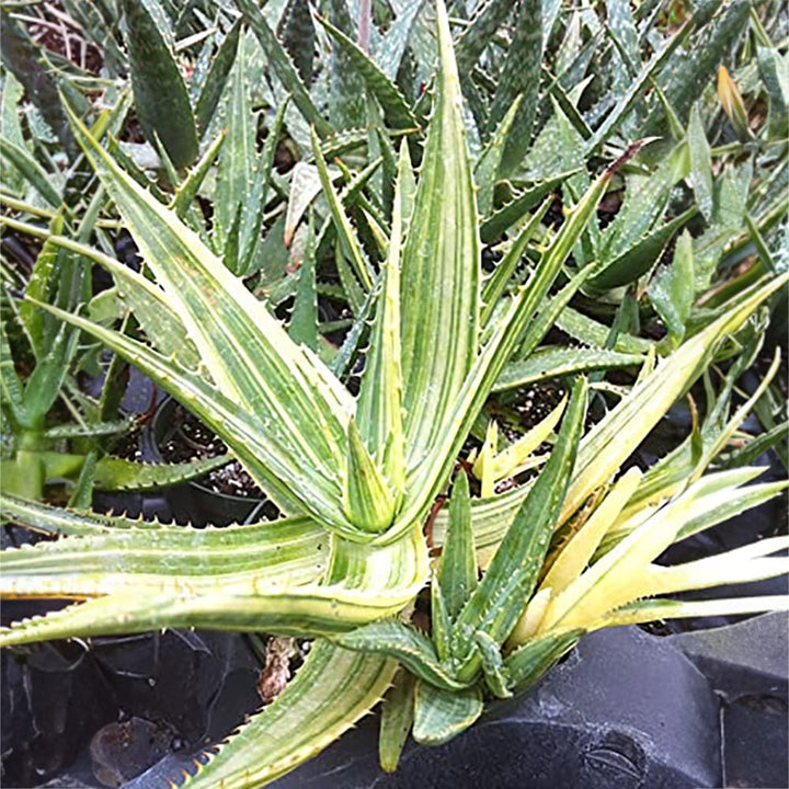 Highly Variegated Hawaiian Soap Aloe Plant (aloe saponaria) | Chinensis Variegata |Exotic Rare Collectors Choice Plant
