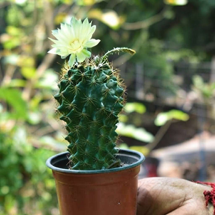 Hedgehog Cactus (Thelocactus setispinus) | Cactus Plant Live | Cacti Plant | Summer Plant | Yellow Cactus Plant