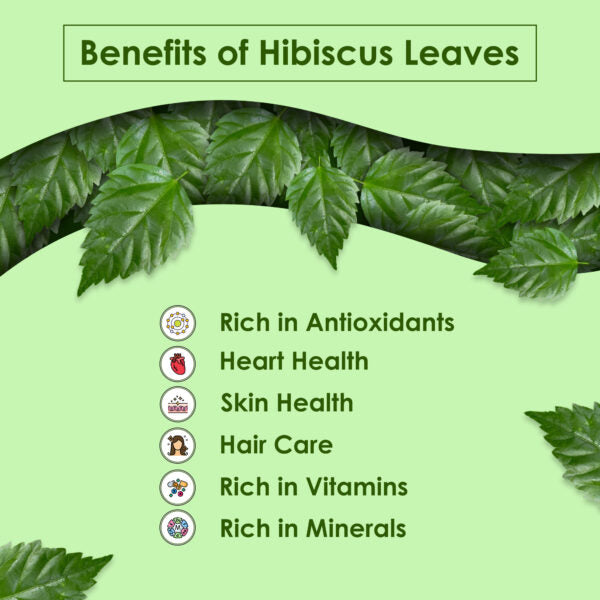 Red Hibiscus Leaves | Fresh Leaves Hibiscus | Flower Plants Live | House Plant | Desi Hibiscus | China Rose Leaves - 50 Leaves
