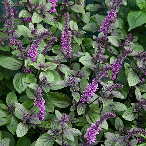 Tulsi Live Medicine/Herbal Plant (Holy Basil) for Home, Balcony, Outdoor Garden with Pot (African Blue Basil)