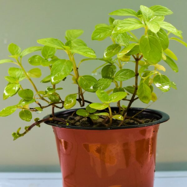 Tulsi Live Medicine/Herbal Plant (Holy Basil) for Home, Balcony, Outdoor Garden with Pot (Mint Tulsi)