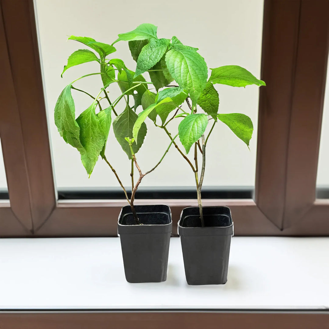 Tulsi Live Medicine/Herbal Plant (Holy Basil) for Home, Balcony, Outdoor Garden with Pot (Ram Tulsi)