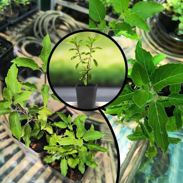 Tulsi Live Medicine/Herbal Plant (Holy Basil) for Home, Balcony, Outdoor Garden with Pot (Radha Tulsi)