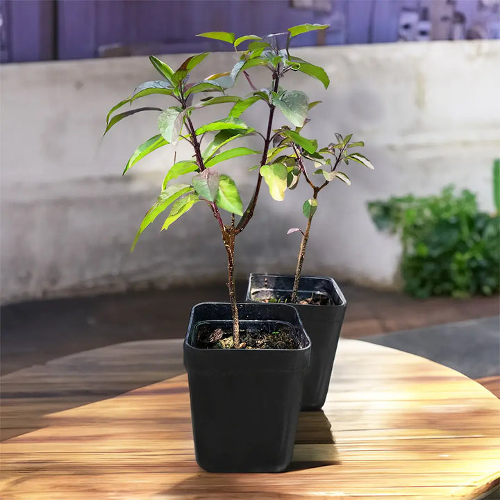 Tulsi Live Herbal Plant (Holy Basil) for Home, Balcony, Outdoor Garden with Pot (Krishna Tulsi)