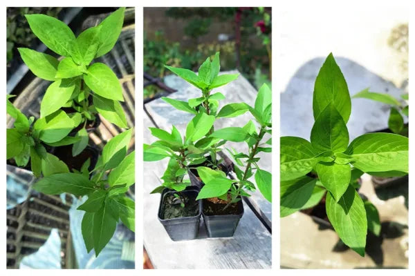 Lemon Tulsi - Healthy Live Plant | Kitchen Herb | Holy Lemon Basil | Medicinal Plant | Lemon Basil Live | Garden Plant | Plant with Pot (Lemon Tulasi)