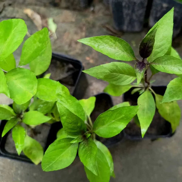 Cinnamon Tulsi - Mexican Basil Live Plant for Home, Garden | Kitchen Herb | Holy Mexican Basil | Medicinal Plant | Live Plant with Pot