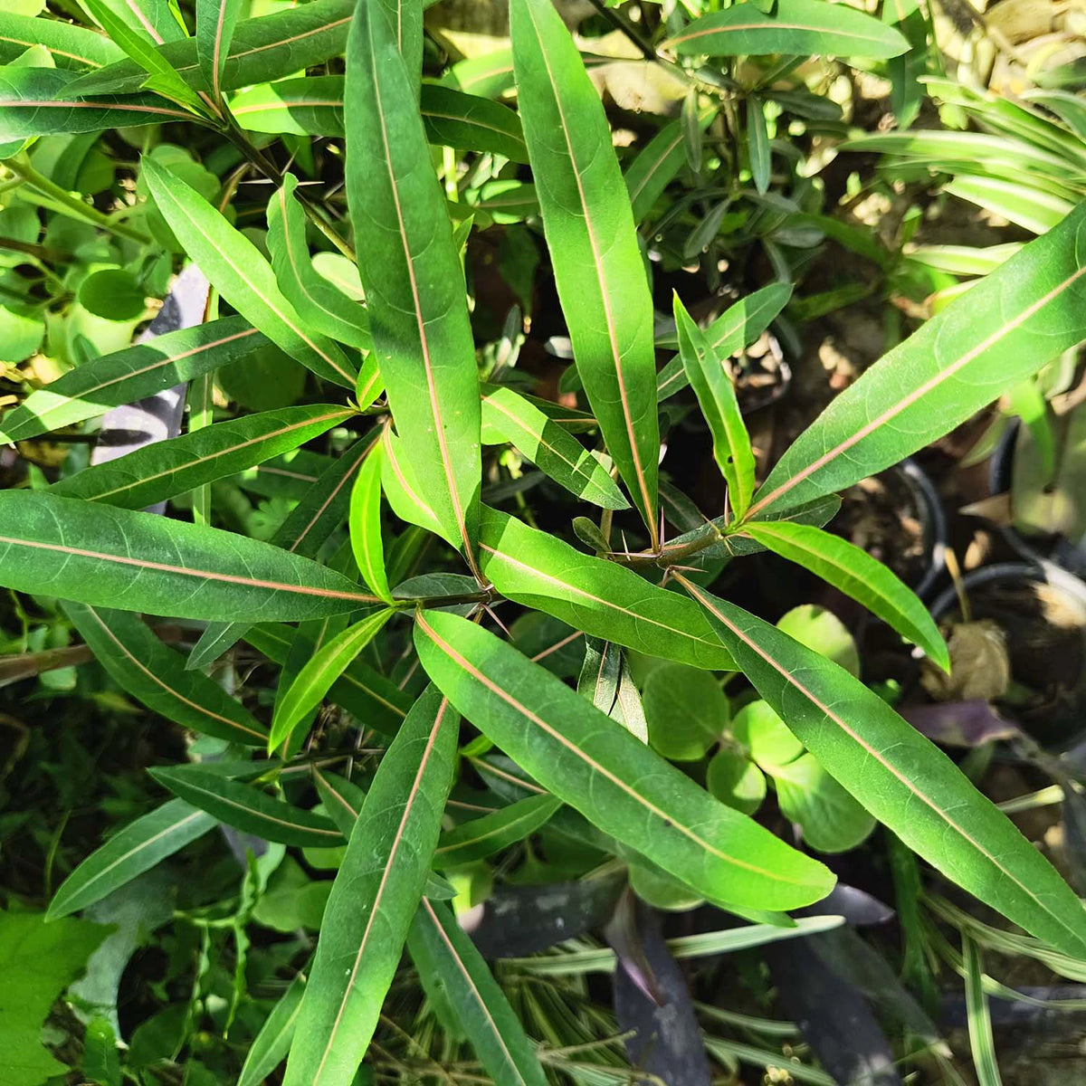 Hophead Plant, Hop-Headed Barleria, Hophead Philippine Violet, Snake Bush, Kanta Bishalyakarani, Ayurvedic Medicinal Plant with Pot