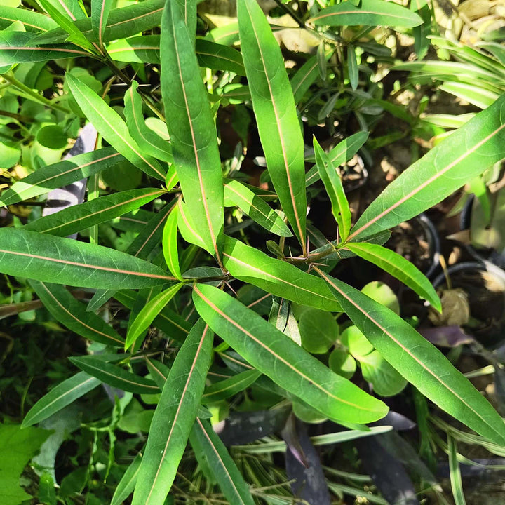 Hophead Plant, Hop-Headed Barleria, Hophead Philippine Violet, Snake Bush, Kanta Bishalyakarani, Ayurvedic Medicinal Plant with Pot