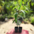 Hophead Plant, Hop-Headed Barleria, Hophead Philippine Violet, Snake Bush, Kanta Bishalyakarani, Ayurvedic Medicinal Plant with Pot