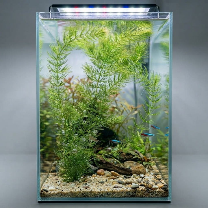 Hornwort Aquarium Plant (Ceratophyllum Demersum) – Live Aquatic Plant Stems Pack of 5 | Oxygenating Freshwater Plant | Low Maintenance Foxtail for Fish Tank