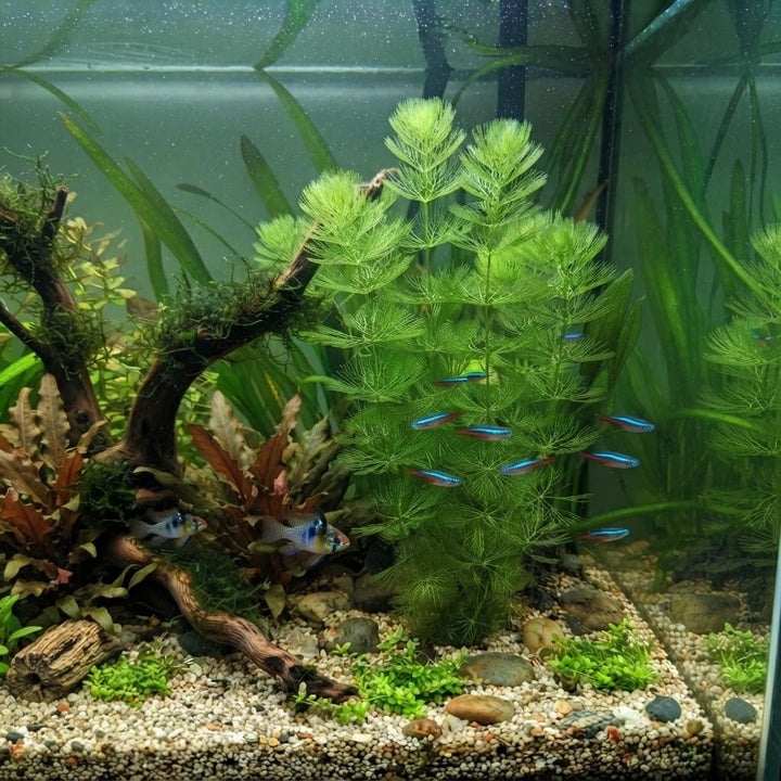 Hornwort Aquarium Plant (Ceratophyllum Demersum) – Live Aquatic Plant Stems Pack of 5 | Oxygenating Freshwater Plant | Low Maintenance Foxtail for Fish Tank