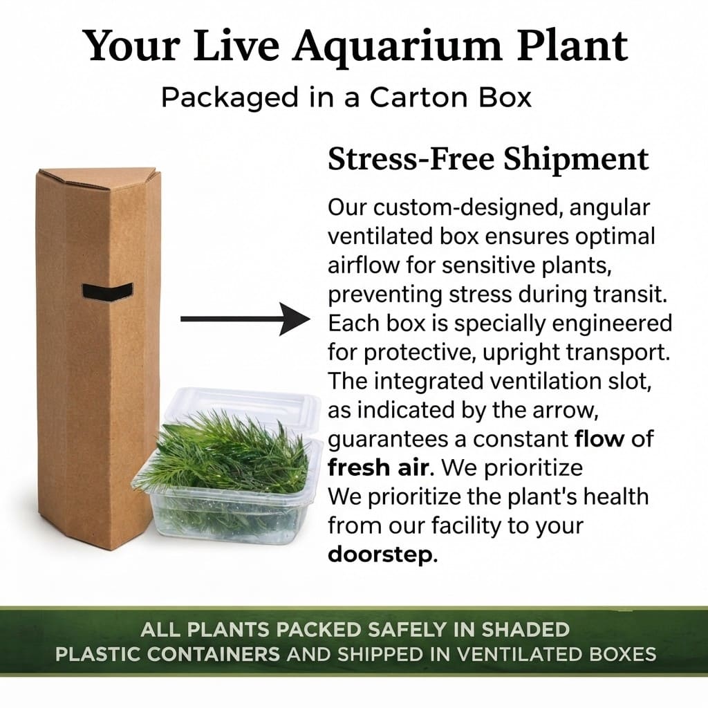 Hornwort Aquarium Plant (Ceratophyllum Demersum) – Live Aquatic Plant Stems Pack of 5 | Oxygenating Freshwater Plant | Low Maintenance Foxtail for Fish Tank