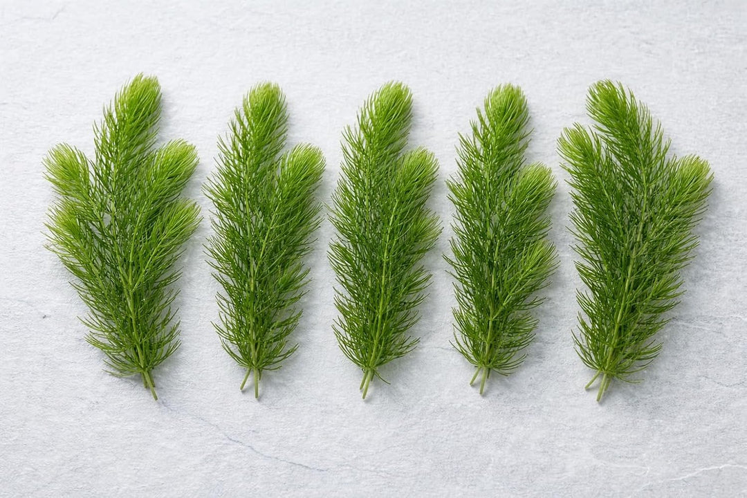 Hornwort Aquarium Plant (Ceratophyllum Demersum) – Live Aquatic Plant Stems Pack of 5 | Oxygenating Freshwater Plant | Low Maintenance Foxtail for Fish Tank