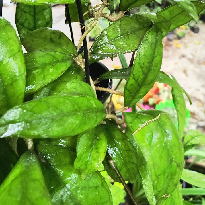 Hoya Callistophylla, Wax Vine Plant, Exotic Rare Plant, Collector Choice Plant Hoya - 1 Healthy Live Plant with Pot