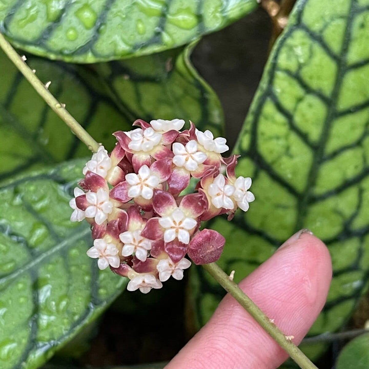 Hoya Callistophylla, Wax Vine Plant, Exotic Rare Plant, Collector Choice Plant Hoya - 1 Healthy Live Plant with Pot