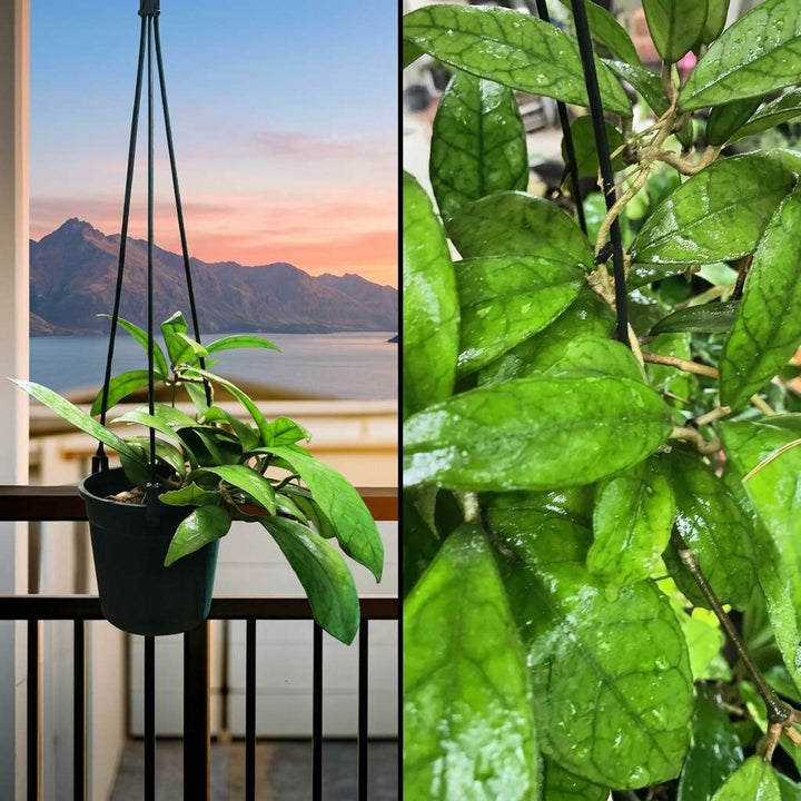 Hoya Callistophylla, Wax Vine Plant, Exotic Rare Plant, Collector Choice Plant Hoya - 1 Healthy Live Plant with Pot
