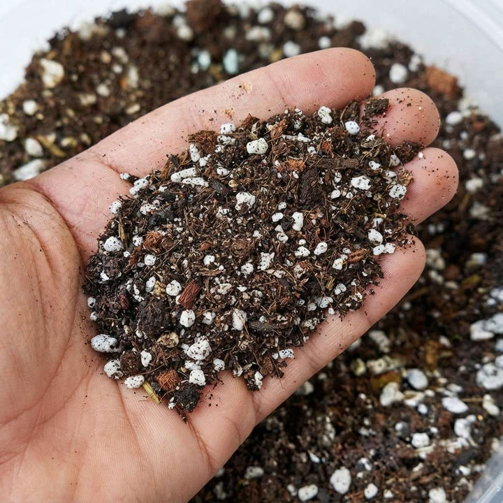 Hoya Dischidia Plant Fertilizer (Special Manure) | Homemade Fertilizer | Environmentally Friendly 100% Organic Product | Good for Plant Growth - 500 GM/1 Kg