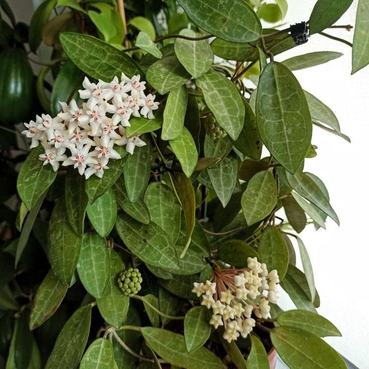 Hoya Elliptica, Wax Vine Plant, Epiphytic Climber, Exotic Rare Plant, Collector Choice Plant Hoya - 1 Healthy Live Plant with Pot