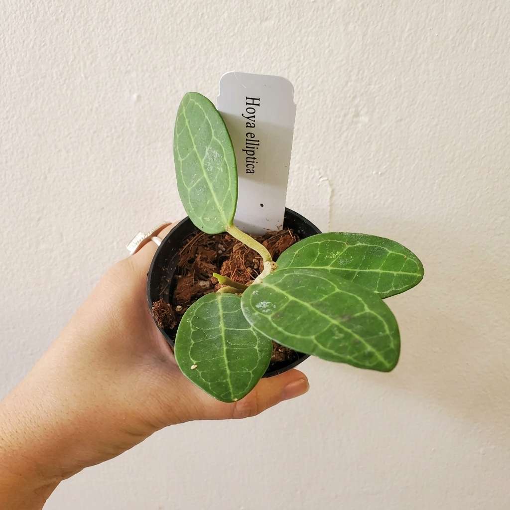 Hoya Elliptica, Wax Vine Plant, Epiphytic Climber, Exotic Rare Plant, Collector Choice Plant Hoya - 1 Healthy Live Plant with Pot