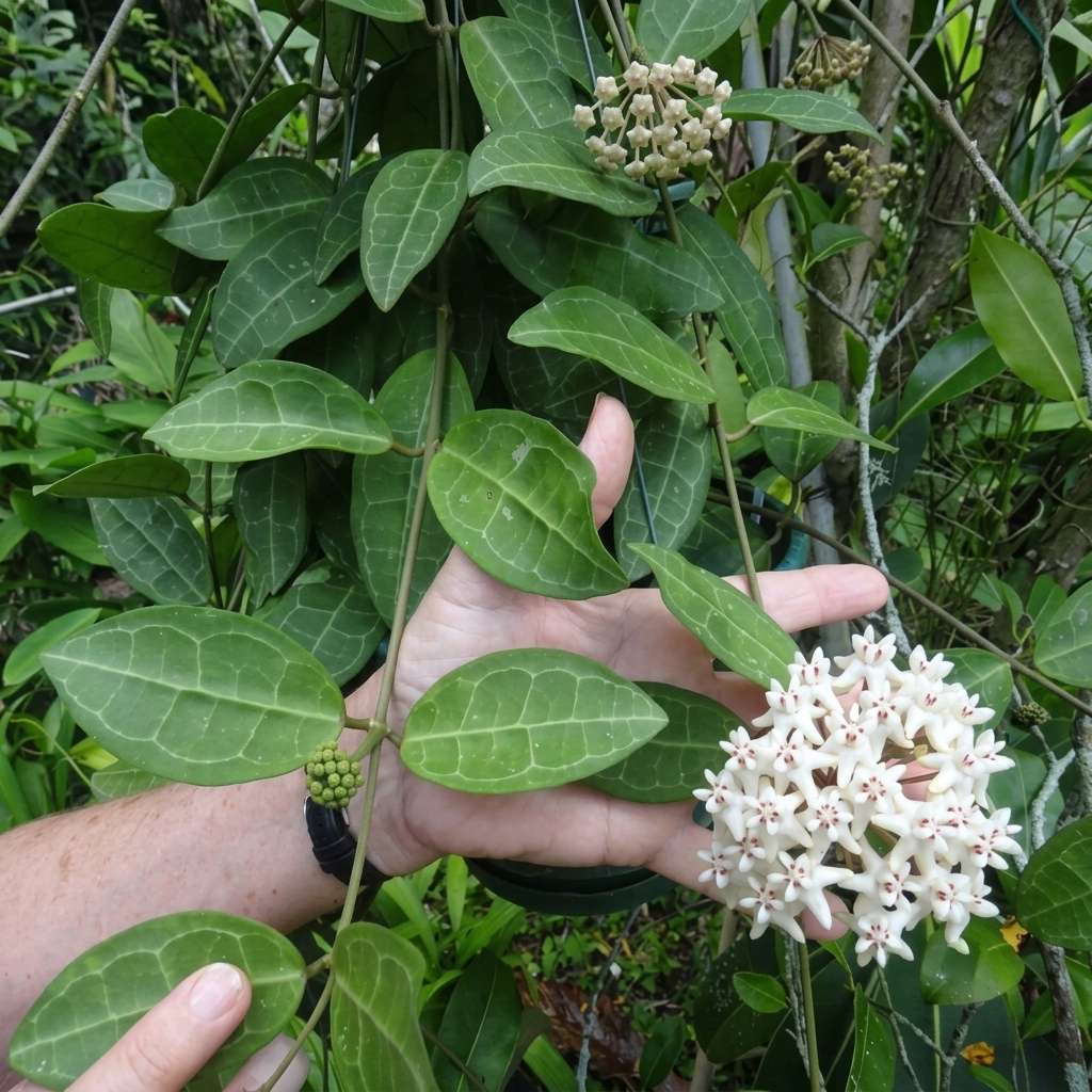 Hoya Elliptica, Wax Vine Plant, Epiphytic Climber, Exotic Rare Plant, Collector Choice Plant Hoya - 1 Healthy Live Plant with Pot