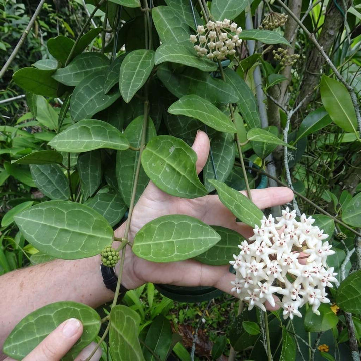 Hoya Elliptica, Wax Vine Plant, Epiphytic Climber, Exotic Rare Plant, Collector Choice Plant Hoya - 1 Healthy Live Plant with Pot