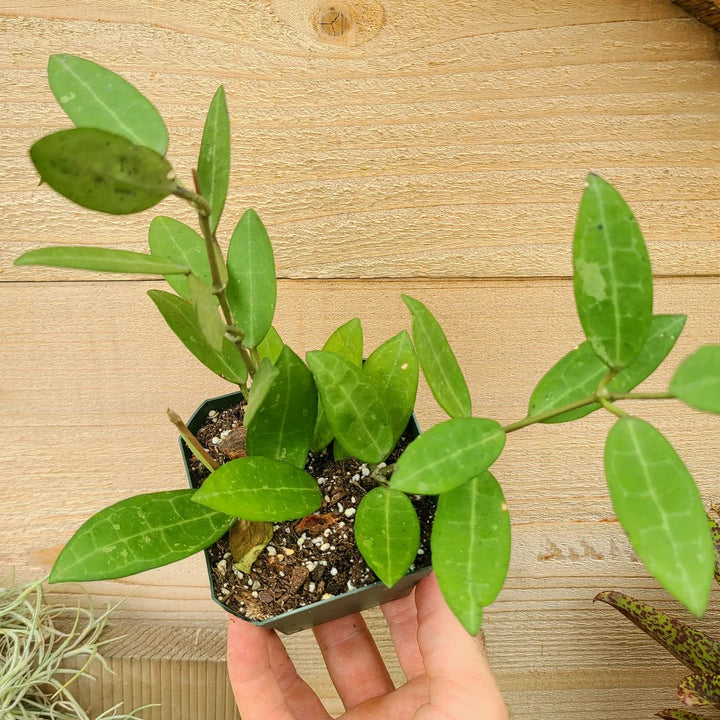 Hoya Elliptica, Wax Vine Plant, Epiphytic Climber, Exotic Rare Plant, Collector Choice Plant Hoya - 1 Healthy Live Plant with Pot