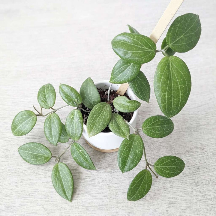 Hoya Fitchii Live Plant, Wax plant, Wax flower, Wax Vine, Exotic Rare Plant, Hoya Rare Plant -1 Healthy Live Plant with Pot