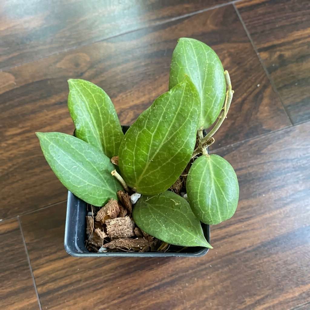 Hoya Fitchii Live Plant, Wax plant, Wax flower, Wax Vine, Exotic Rare Plant, Hoya Rare Plant -1 Healthy Live Plant with Pot