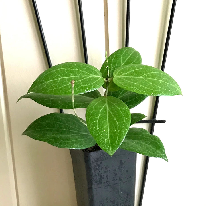 Hoya Fitchii Live Plant, Wax plant, Wax flower, Wax Vine, Exotic Rare Plant, Hoya Rare Plant -1 Healthy Live Plant with Pot