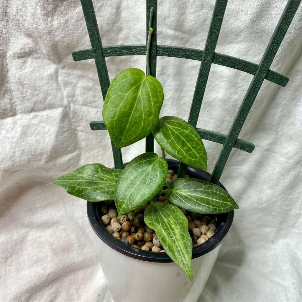 Hoya Fitchii Live Plant, Wax plant, Wax flower, Wax Vine, Exotic Rare Plant, Hoya Rare Plant -1 Healthy Live Plant with Pot