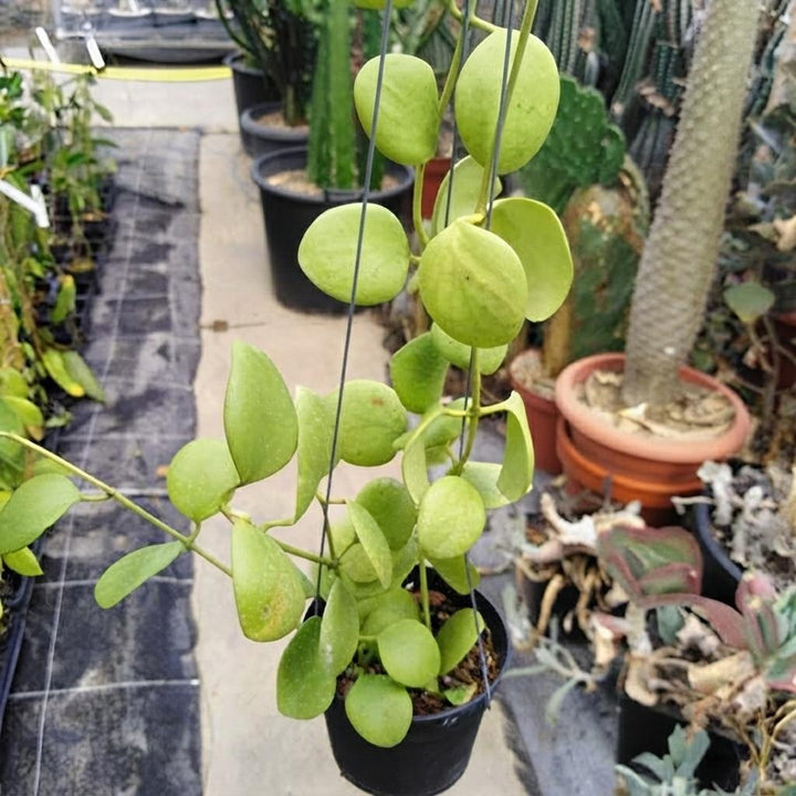 Hoya Kastbergii Plant | Vine Plant | Wax Plant | Plant for Garden | Easy to Grow Plant | Healthy Live Plant