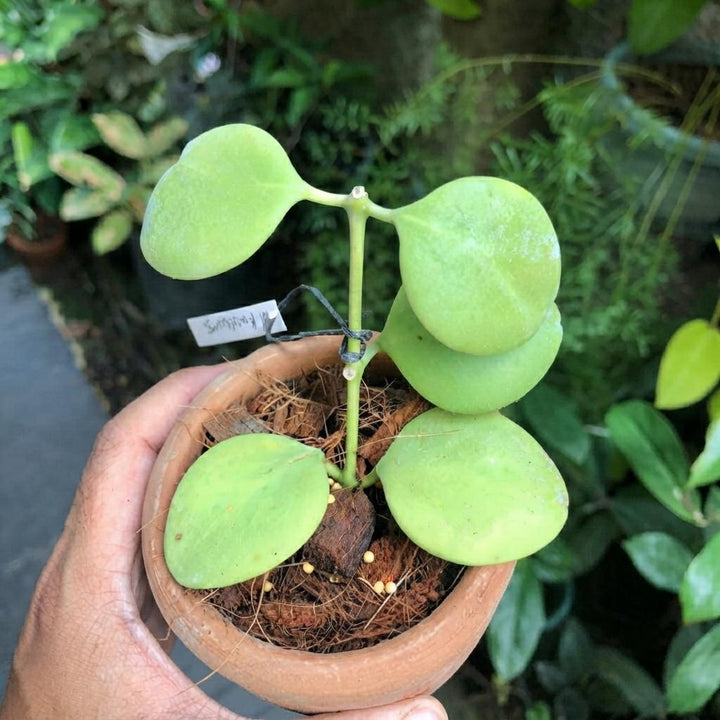 Hoya Kastbergii Plant | Vine Plant | Wax Plant | Plant for Garden | Easy to Grow Plant | Healthy Live Plant