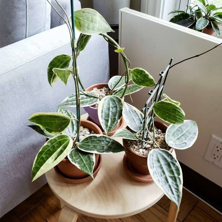Hoya Macrophylla Live Plant, Snow Queen, Albomarginata Wax Plant, 1 Healthy Live Plant with Pot