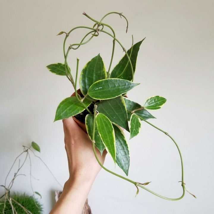 Hoya Macrophylla Live Plant, Snow Queen, Albomarginata Wax Plant, 1 Healthy Live Plant with Pot