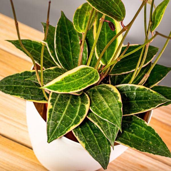 Hoya Macrophylla Live Plant, Snow Queen, Albomarginata Wax Plant, 1 Healthy Live Plant with Pot