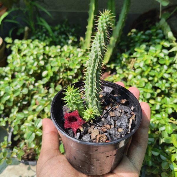 Huernia Macrocarpa Live Plant | Red Cactus | African carrion plant | Radiant Crimson Elegance In Your Space |  1 Healthy live Plant with pot