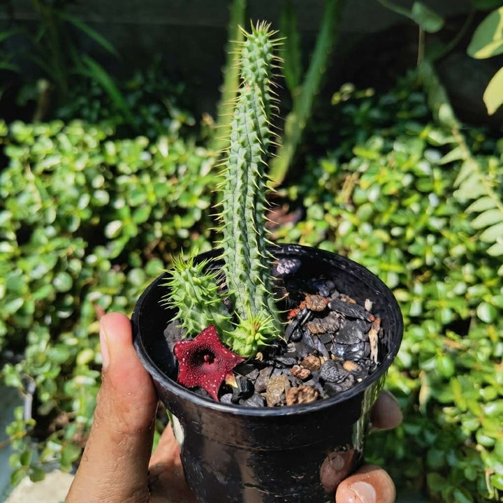 Huernia Macrocarpa Live Plant | Red Cactus | African carrion plant | Radiant Crimson Elegance In Your Space |  1 Healthy live Plant with pot