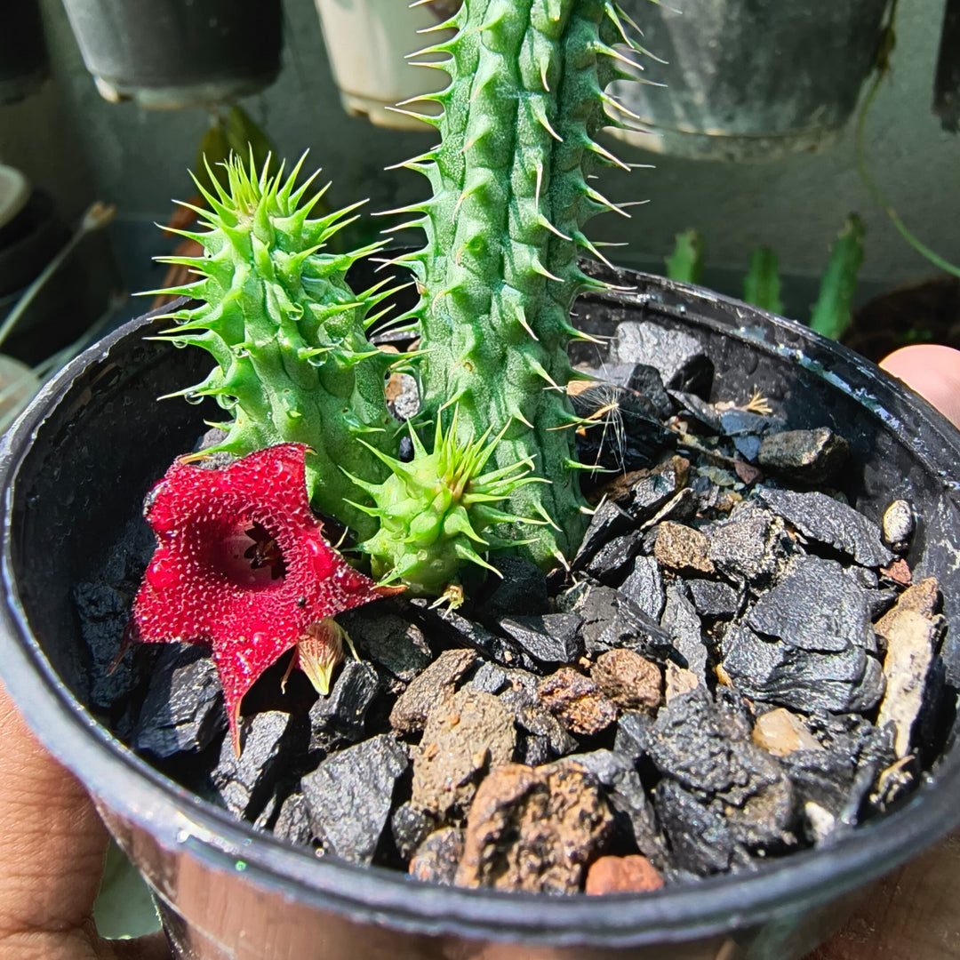 Huernia Macrocarpa Live Plant | Red Cactus | African carrion plant | Radiant Crimson Elegance In Your Space |  1 Healthy live Plant with pot