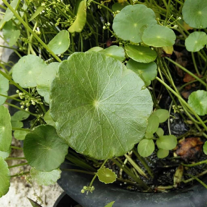 Gachwala Water Pennywort (Hydrocotyle verticillata) - Live aquatic plant - Marsh Pennywort, Shield Pennywort, Brazilian Kodavan