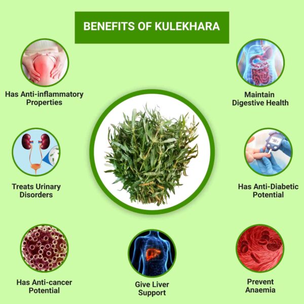 Kulekhara Live Plant (Hygrophila Auriculata) – Kokilaksha, Gokulakanta, Go-kanta, Gokanta, Neeramulli, Swampweeds Plant